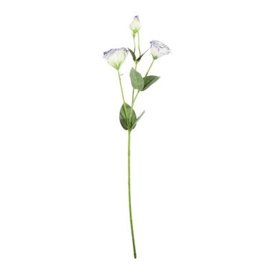 Essential Lisianthus - Cream / Purple
