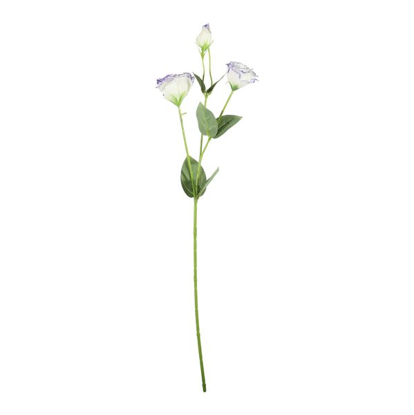 Essential Lisianthus - Cream / Purple