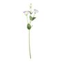 Essential Lisianthus - Cream / Purple