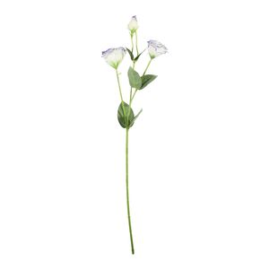 Essential Lisianthus - Cream / Purple