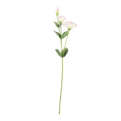 Essential Lisianthus - Cream / Pink