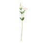 Essential Lisianthus - Cream / Pink