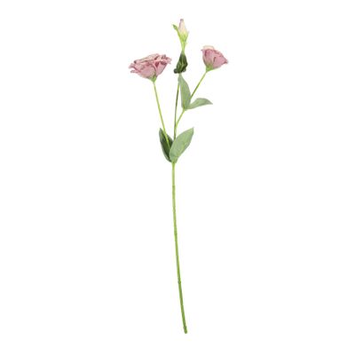 Essential Lisianthus - Blush