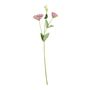 Essential Lisianthus - Blush