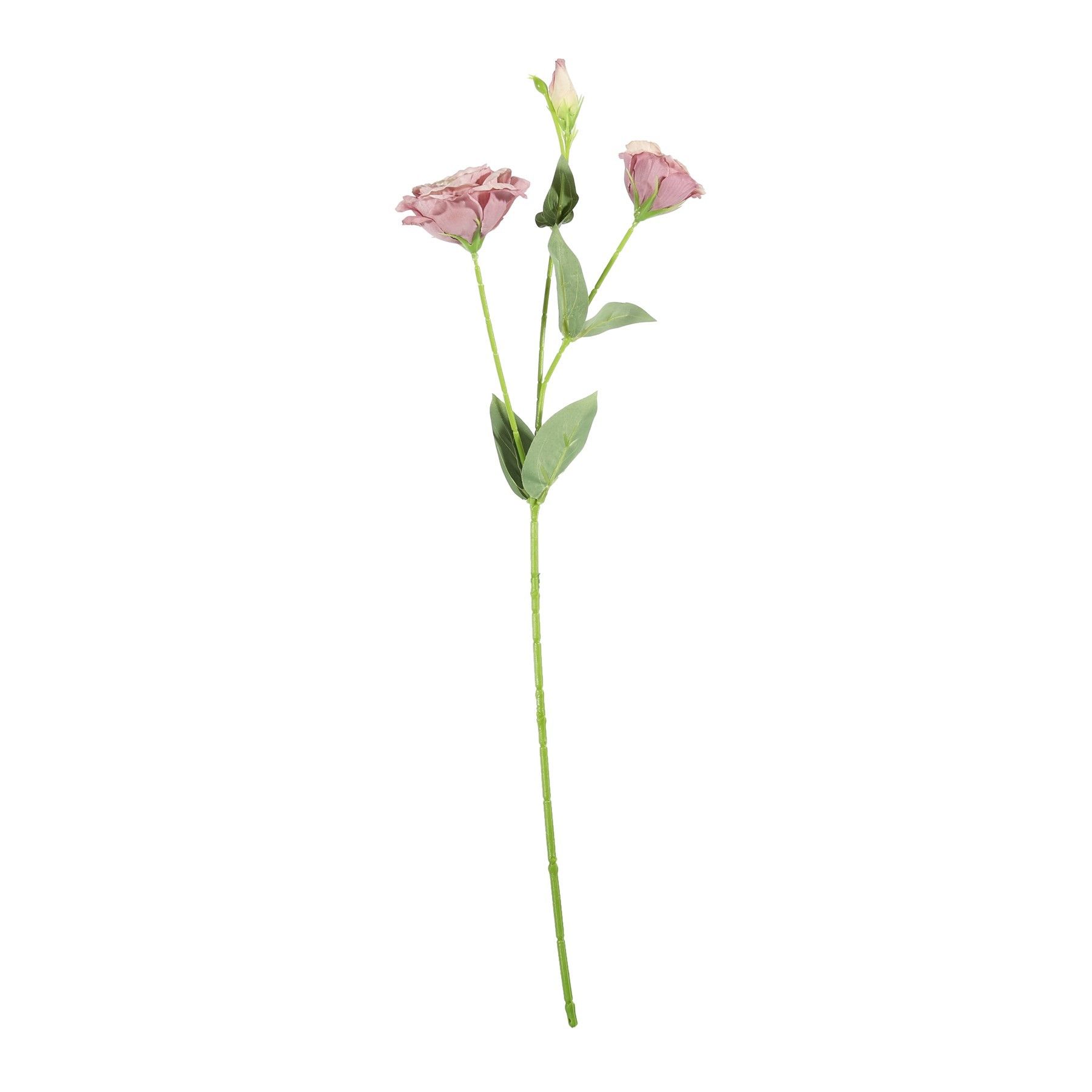 Essential Lisianthus - Blush