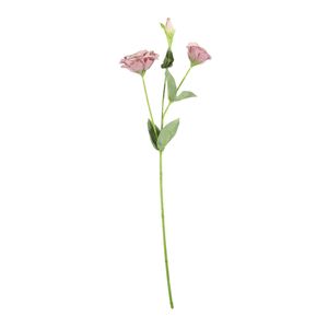 Essential Lisianthus - Blush