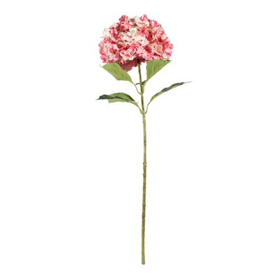 Essential Giant Hydrangea KD - Pink/White