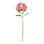 Essential Giant Hydrangea KD - Pink/White