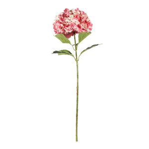 Essential Giant Hydrangea KD - Pink/White
