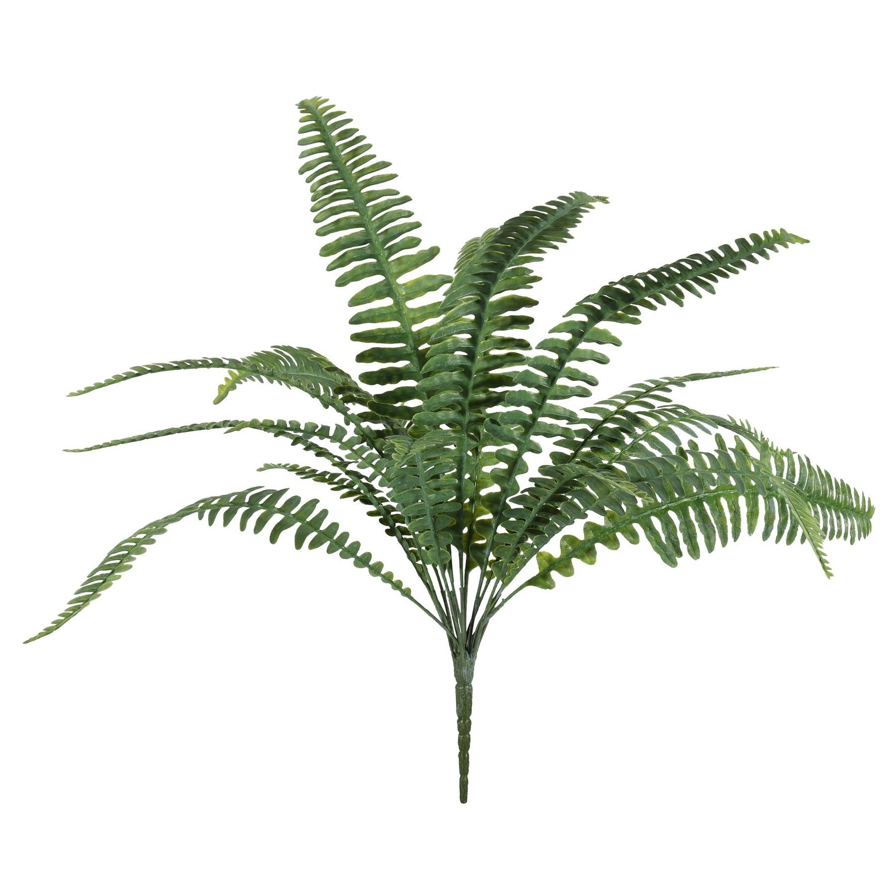 Boston Fern Bush U.V - 48cm