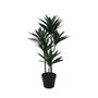 Botanica Yucca Tree in pot - 78cm 
