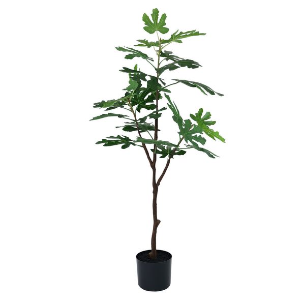 Botanica Fig Tree in pot - 105cm 
