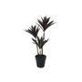 Botanica Yucca Tree in pot - 63cm 