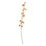 Botanica Houzuki Fruit Branch - Orange - 144cm