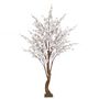 Yoshino Blossom Tree - White - 1.8m