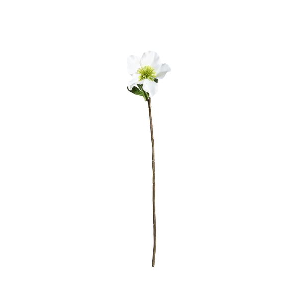 Botanica Single Open Dog Rose - White - 49cm