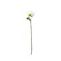 Botanica Single Open Dog Rose - White - 49cm