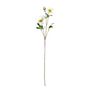 Botanica Dog Rose Spray - White - 72cm