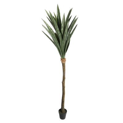 Botanica Yucca Tree in pot - 225cm 