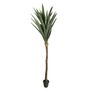 Botanica Yucca Tree in pot - 225cm 