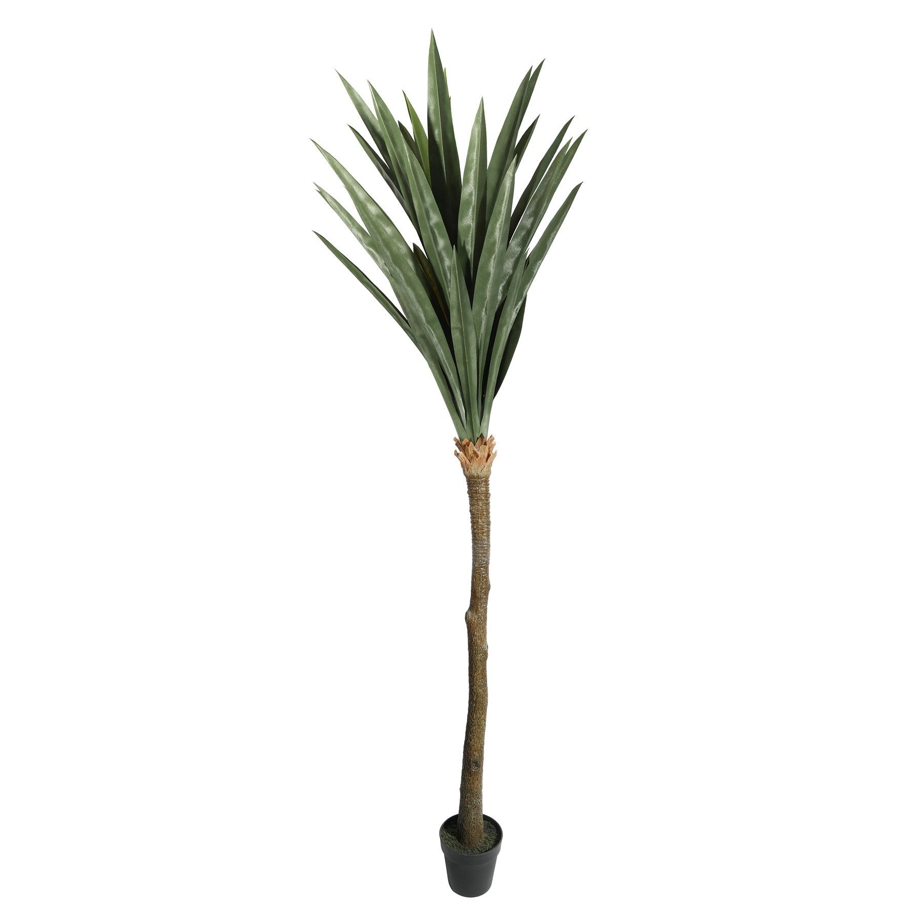 Botanica Yucca Tree in pot - 225cm 