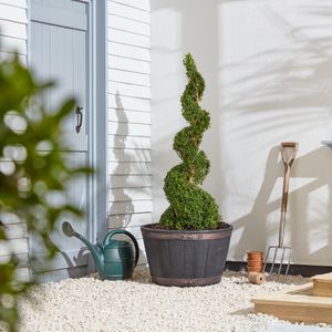 Large Oakwood Barrel Planter	