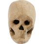 Skeleton.jpg