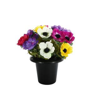 Essential Anemone Remembrance Pot - Mixed Colours