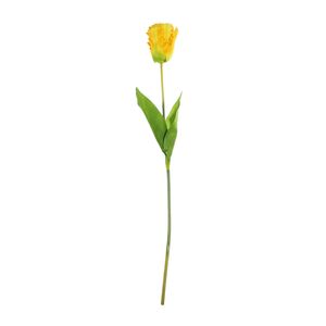 Essential Parrot Tulip - Yellow