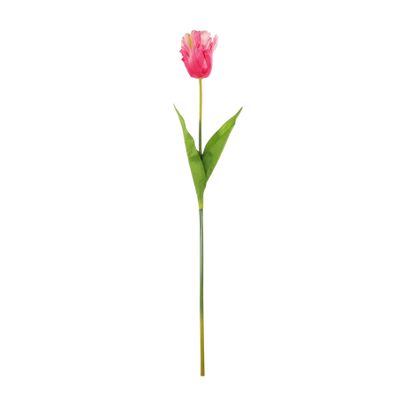 Essential Parrot Tulip - Pink
