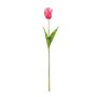 Essential Parrot Tulip - Pink