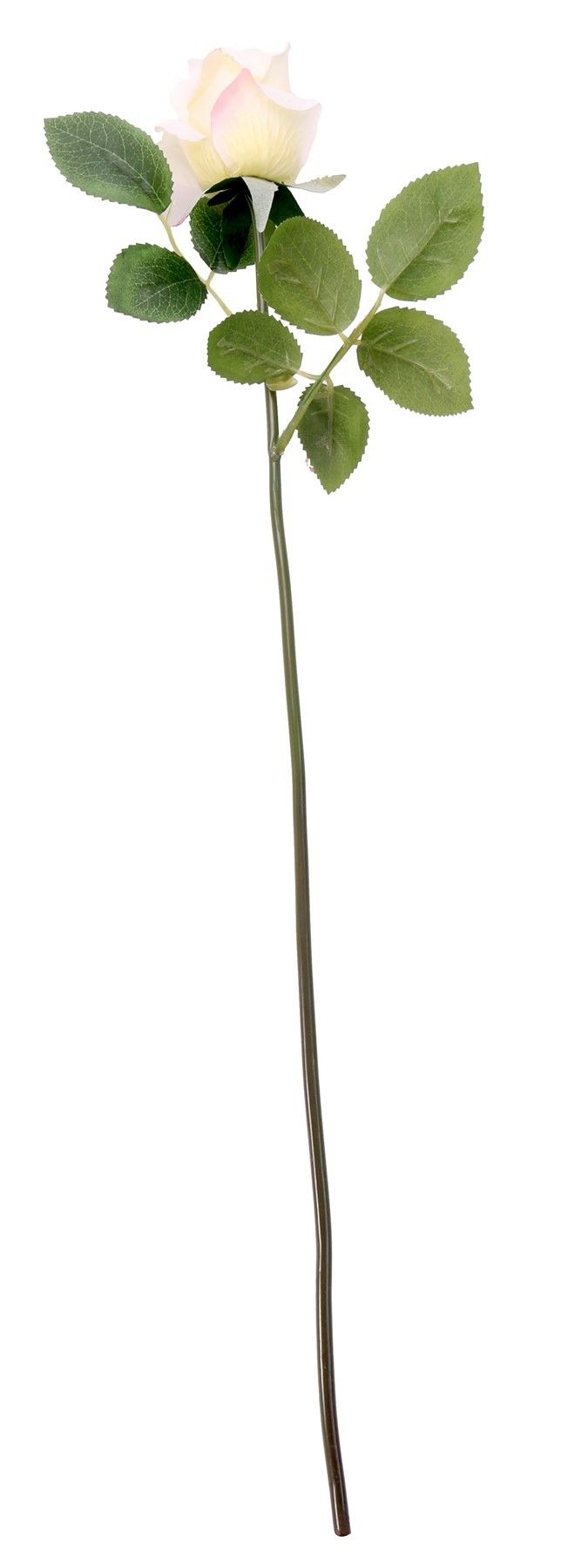Essential - Arundel Rose Bud - Ivory