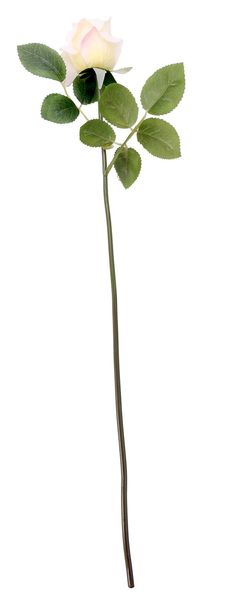 Essential - Arundel Rose Bud - Ivory