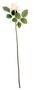 Essential - Arundel Rose Bud - Ivory