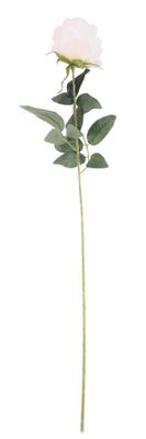 Essential - Arundel Rose - Cream