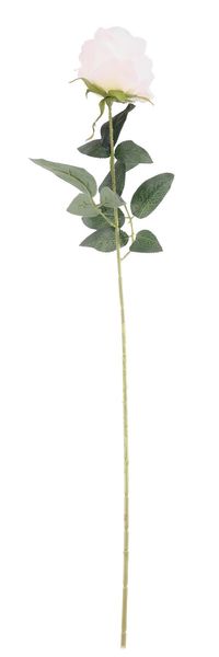 Essential - Arundel Rose - Cream