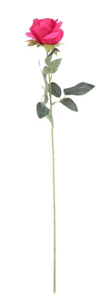 Essential - Arundel Rose - Fuchsia