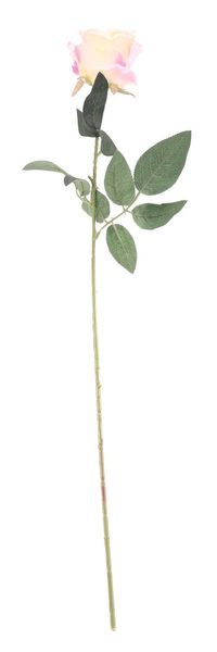 Essential - Arundel Rose - Ivory