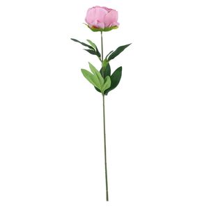 Essential - Arundel Garden Peony Dusky - Pink