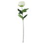 Essential - Arundel Garden Peony - Ivory