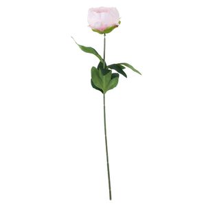 Essential - Arundel Garden Peony - Light Pink