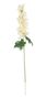 Essential - Arundel Garden Delphinium Cream
