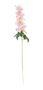 Essential - Arundel Garden Delphinium Cream Pink