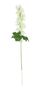 Essential - Arundel Garden Delphinium Ivory