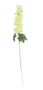 Essential - Arundel Garden Delphinium Yellow