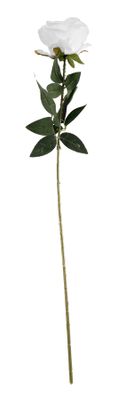 Essential - Arundel Rose - White