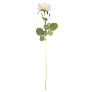 Essential - Arundel Open Rose - Cream