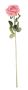 Essential - Arundel Open Rose - Dusky Pink