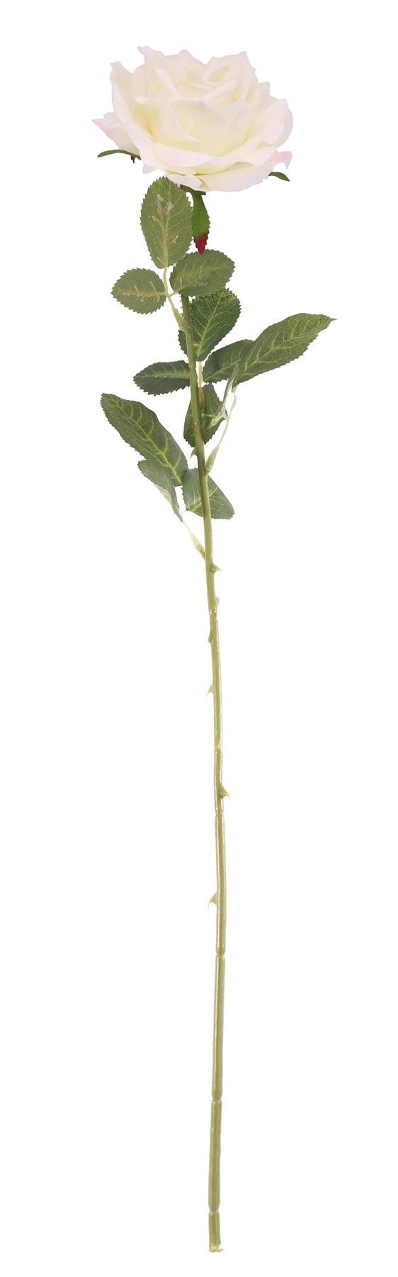 Essential - Arundel Open Rose - Ivory