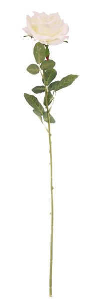 Essential - Arundel Open Rose - Ivory